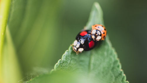 Close-up of ladybug on leaf