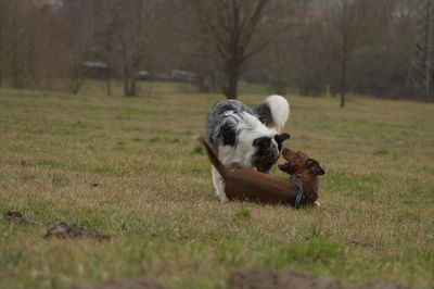 View of dog on field