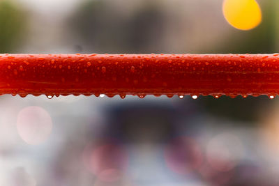 Close-up of water drops on red leaf