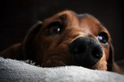 Close-up portrait of a dog