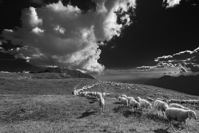 View of sheep on field against sky