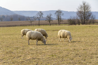 Sheep grazing in a field