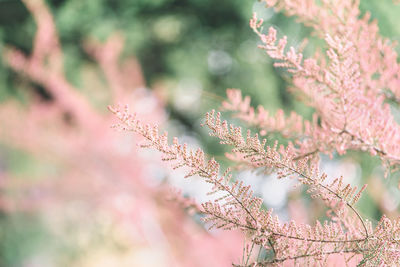 Blooming branches of tamarisk in park. spring background with pink flowering plants