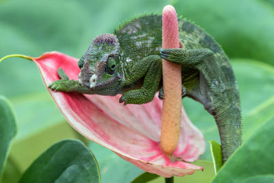 Close-up of lizard on leaf