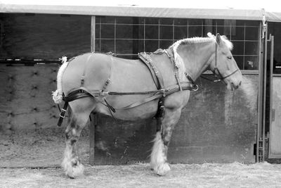 Close-up of horse standing against built structure