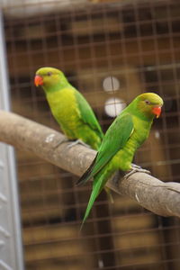 Close-up of parrot perching in cage