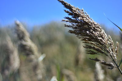 Close-up of stalks in field against sky