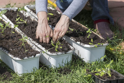 Man working on plants