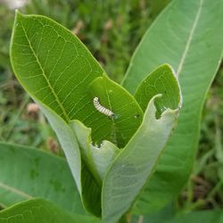 Close-up of insect on leaves