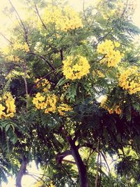 Low angle view of yellow flowers