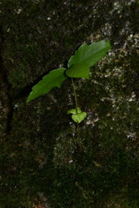 Close-up of green leaves