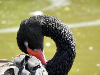 Close-up of swan