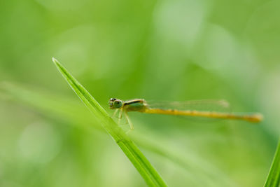 Close-up of grasshopper on leaf