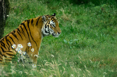 Tiger on field