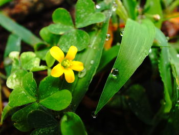 Close-up of wet plant