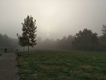 Trees on field against sky during foggy weather