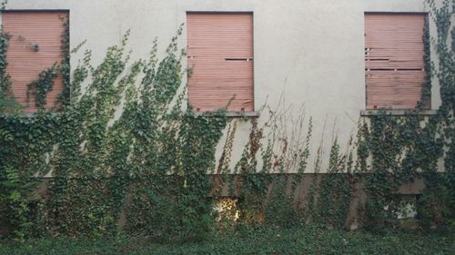 Plants growing on wall of old building