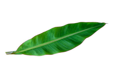 Close-up of leaves over white background