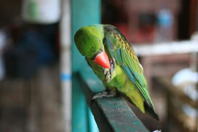 Close-up of parrot perching on leaf