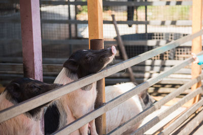 Pig in pen at farm