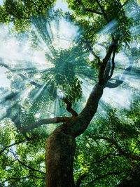 Low angle view of sunlight streaming through trees