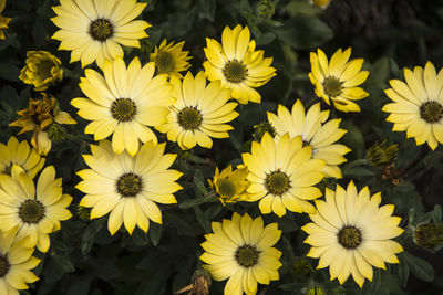 High angle view of yellow flowering plants