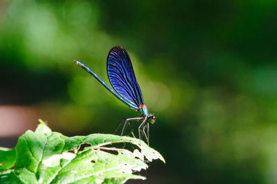 Close-up of butterfly on leaf