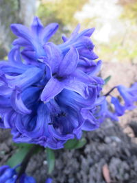 Close-up of purple flower