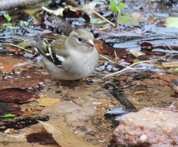 Close-up of birds in water