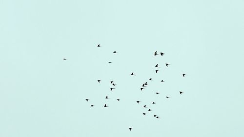 Low angle view of birds flying in sky