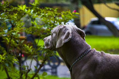 Weimaraner dog portrait in the park in tbilisi, georgia