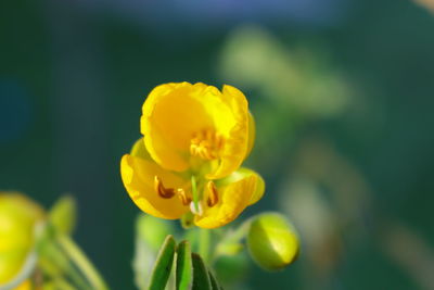 Close-up of yellow flower