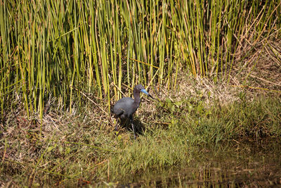 View of bird on grass