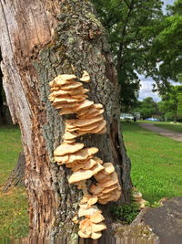 Stack of tree trunk