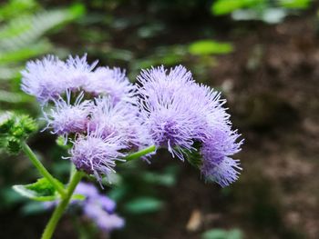 Close-up of purple flowering plant