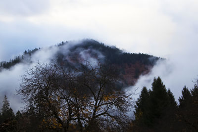 Low angle view of trees against sky