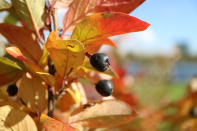 Close-up of fruit on tree during autumn