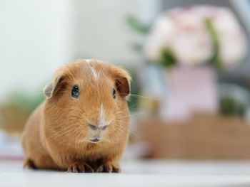 Close-up of a guinea pig