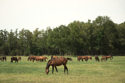 Horses grazing in a field