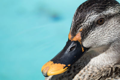 Close-up of bird