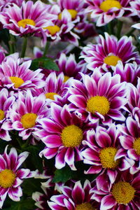 Close-up of pink flowering plants