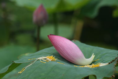 Close-up of pink lotus on leaves
