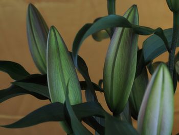 Close-up of potted plant at home