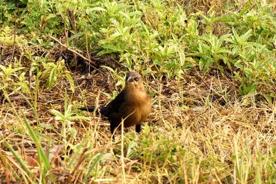 Bird perching on field