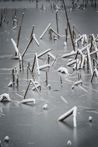 Winter view of lake with reeds