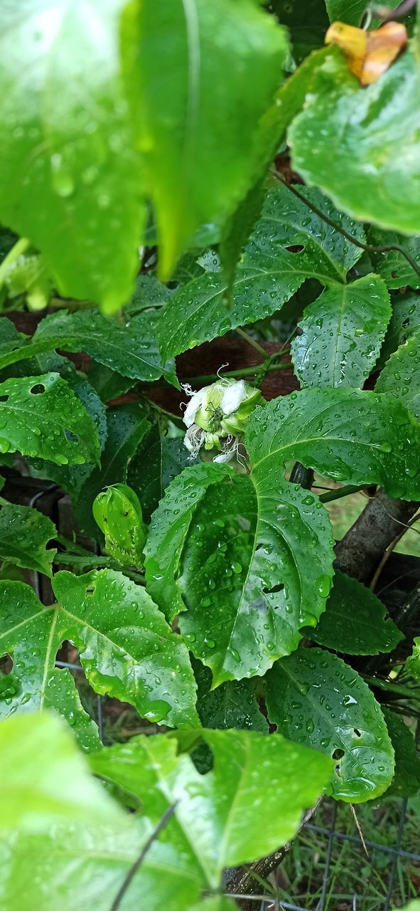 HIGH ANGLE VIEW OF RAINDROPS ON GREEN LEAVES