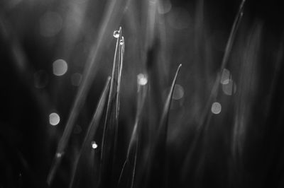 Close-up of wet plant