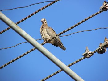 Low angle view of birds perching on cable