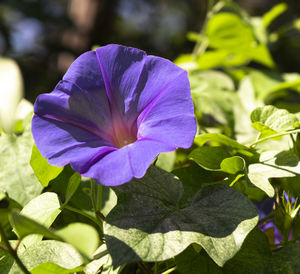 Close-up of purple flowering plant