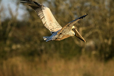 Close-up of bird flying